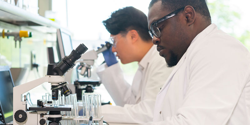 Two researchers in a lab looking through microscopes